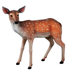 Fallow Deer Fawn