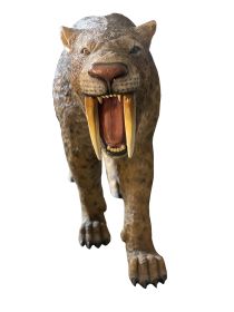 Saber Toothed Cat