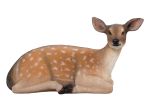 Fallow Deer Fawn Lying Down