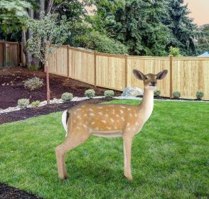 Fallow Deer Doe