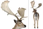 Fallow Deer Buck